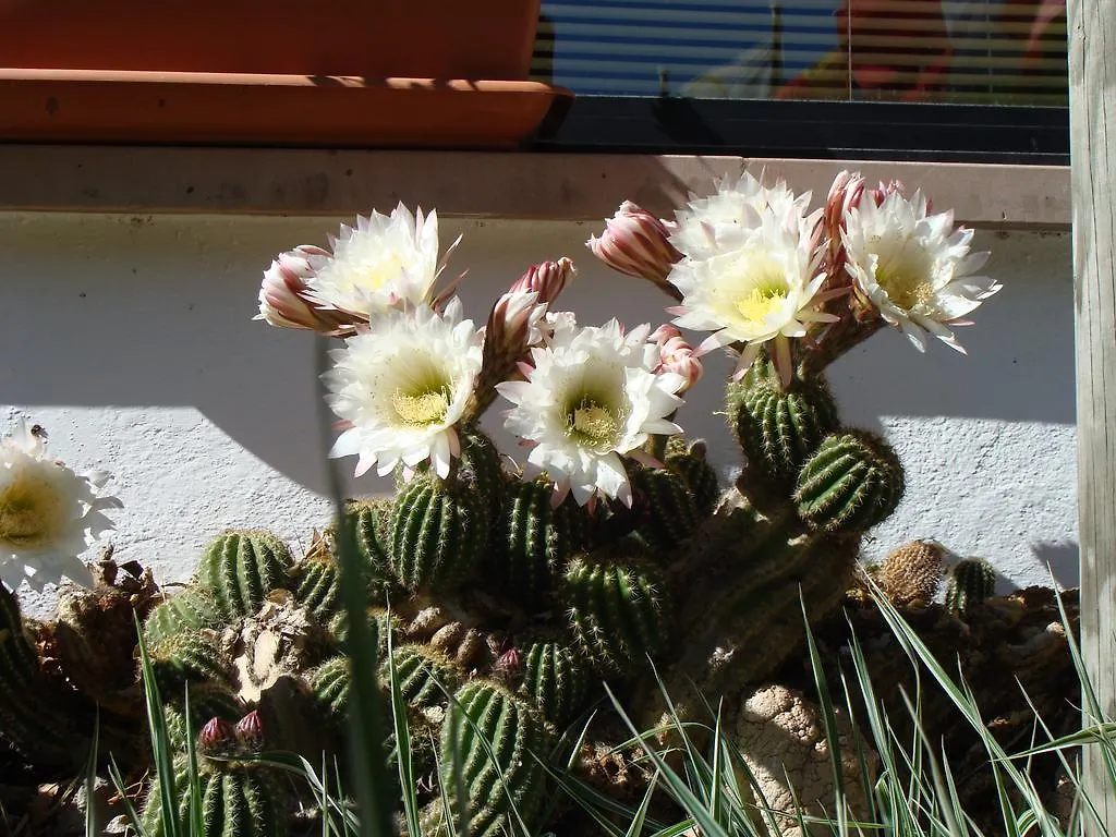 Hostal Les Fonts Castellar de N'Hug